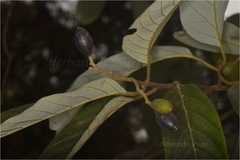 Cryptocarya amygdalina